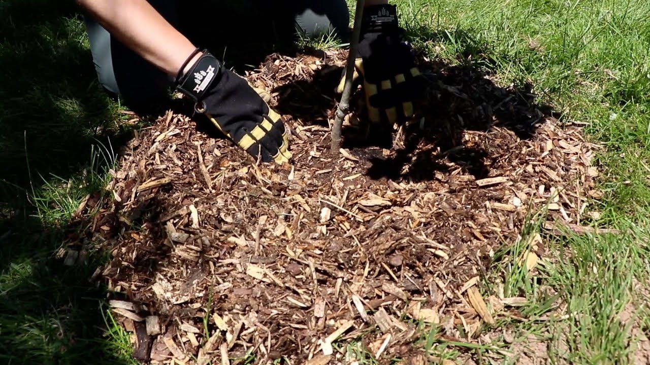 How to Mulch for Healthy Trees