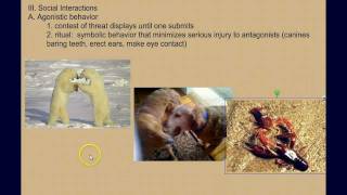 Animal Behavior Review Part 2