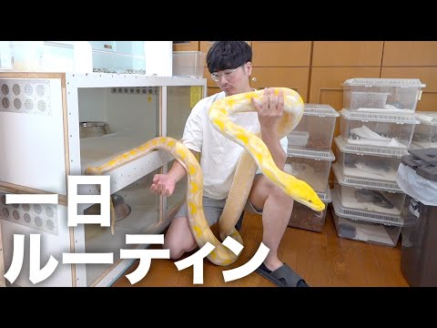 ヘビは登りますか ヘビを遠ざける方法