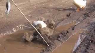 preview picture of video 'ducklings, DAY 3- 1st mudd puddle....vid 1'