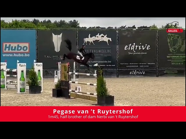 Implanted Embryo Aganix du Seigneur x Numero Uno