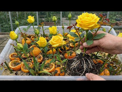 Don't Throw It Away! It Makes Rose Stems Grow 1001 Roots And Flowers Overnight!