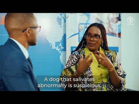 What is rabies? How is it transmitted? What are the symptoms and impacts on public and animal health?