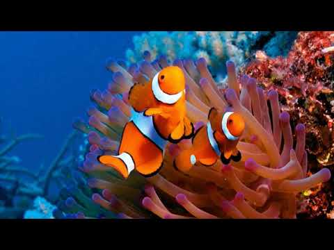 Quanto è magnifico!