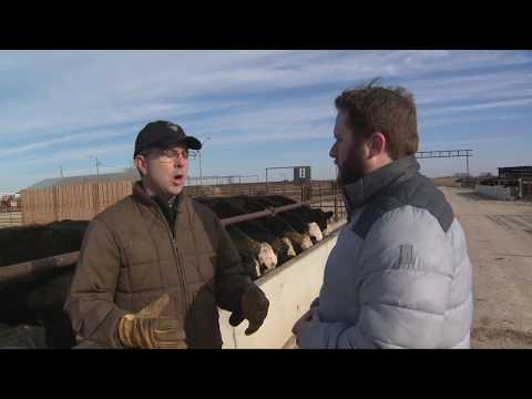 Feeding Cattle for Drought (3/24/18)