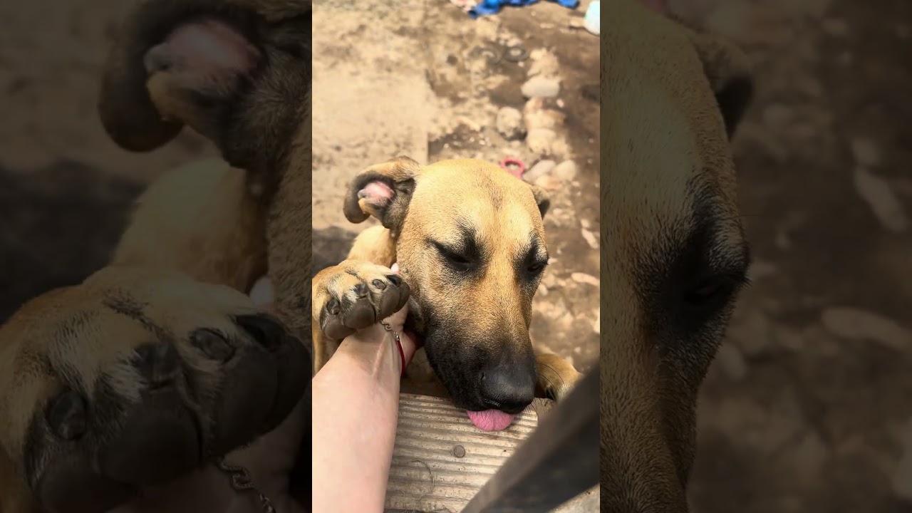 Enlarge Toby loves kids cats dogs, a ADOPTABLE mixed breed in Toluca Lake, CA video 2/4