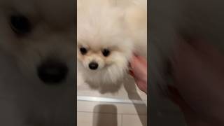 ポメラニアン🐶と専業主婦 #ポメラニアン #専業主婦 #料理 #ポメラニアンが世界一かわいい  #犬 #ペット #ペットのいる暮らし #犬のいる暮らし #🐶