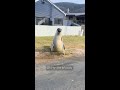 World obsessed with Neil the Seal who terrorises locals