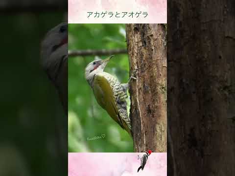 IUCN分類における絶滅の危険性を示す図。