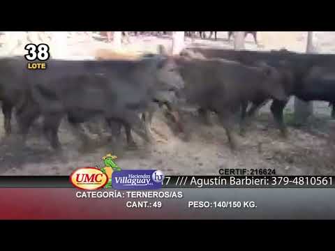 Lote 49 Terneros/as en Villaguay, Entre Ríos