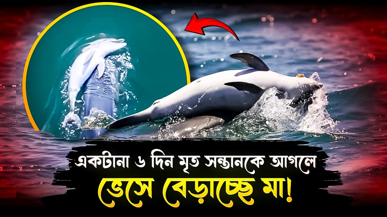 একটানা ৬ দিন মৃত সন্তানকে আগলে ভেসে বেড়াচ্ছে মা! দেখুন | Dolphin Carries Dead Calf | Viral Video