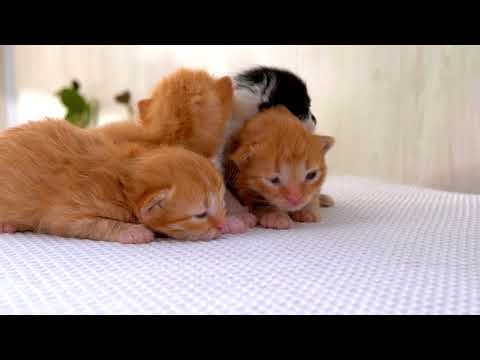 how to take care of new born aby kittens british shorthair