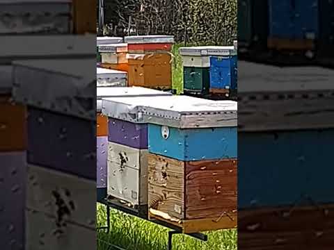 Kovanluk moj. Voćna Paša 25.4.2019