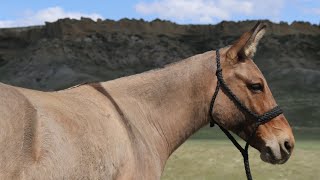 Video 1