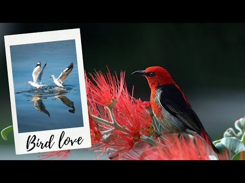 Natural Bird Videos with Amazing Music