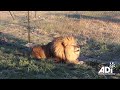 Rescued Circus Lions Journey To New Life In Africa