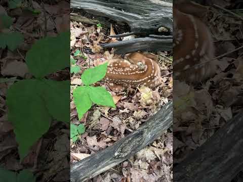 One of the Rarest Mushrooms