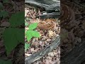 One Of The Rarest Mushrooms
