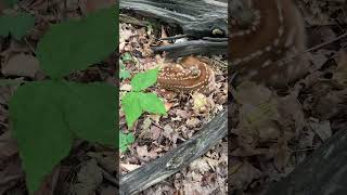 One of the Rarest Mushrooms