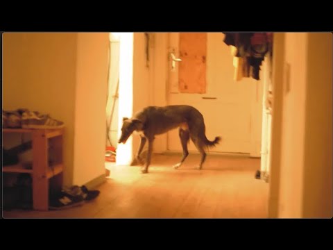 All the Luck in the World - Sparky (Music Video)