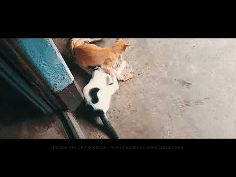 Maari x Cats Fight 🌿 🙀 | Jiten Production