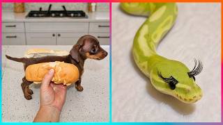 Funniest Animal Moments & Creative Pet Ideas That Will Make Your Day ▶ 3