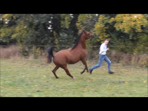 ZK Nadonna video oktober 2016 1