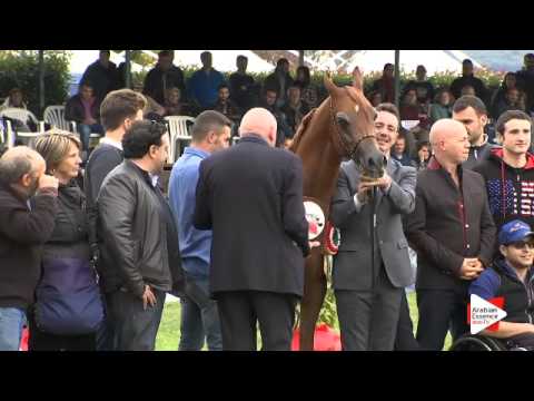 1st Place N.12 MUHAMMADALI DELFALCO - Arezzo 2015 - Yearling Colts Championship (Class 16)