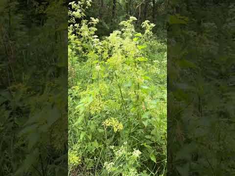 UPDATE | Gefleckter Schierling