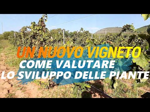 PLANTING A NEW VINEYARD EP. 10: How to measure and evaluate plant development.
