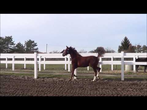 Benicia B *2019 von BENICIO - QUATERBACK