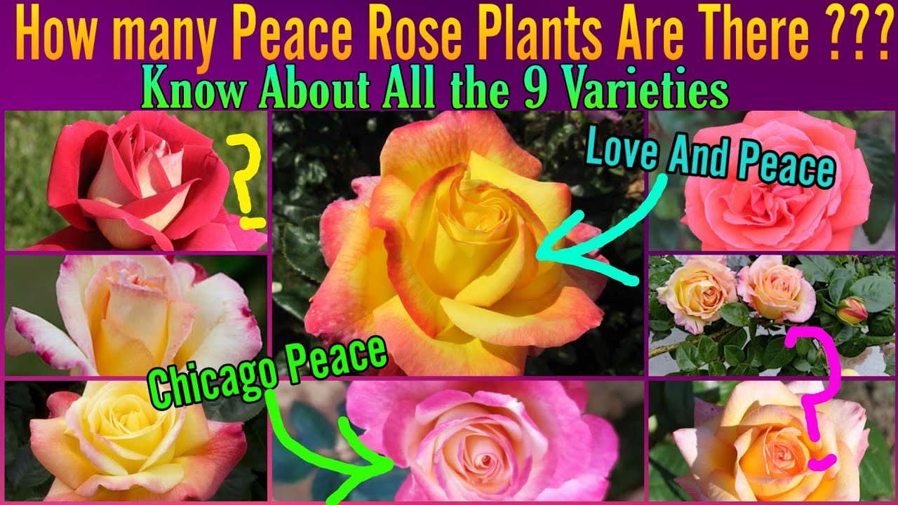 119 - Know All About The 9 Varieties Of Peace Rose || Francis Meilland Peace Rose || Floral G.