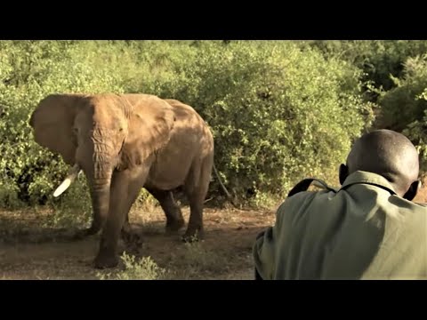 Collaring A Massive Bull Elephant | Secret Life Of Elephants  | BBC Earth