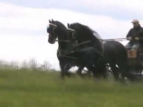Schwarze Perlen- Frison - Friesian - Friesenpferde vor der Kutsche