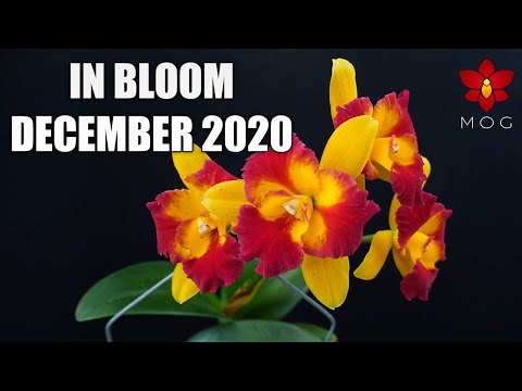 Orchids in Bloom - December 2020 - Last vote of the year! 🎉