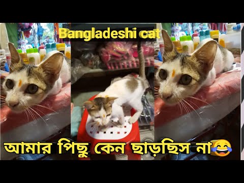 বিড়ালের আজব কিছু কাহিনি।Bangladeshi Cat's,  13, 2022