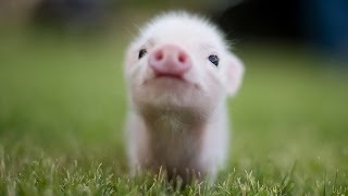 Top 15 Cutest Baby Animals