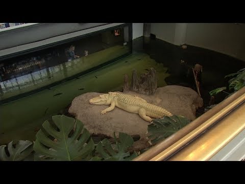 Claude, the albino alligator's, dramatic arrival at the Cal Academy in SF -- from the archives