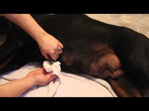 Rottweiler Dog Mastitis - Mastitis in dogs