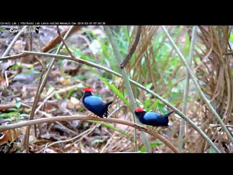 Lance-tailed Manakin Two Males Dance – March 22, 2019