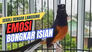 Download lagu 100% AMPUH‼️ PANCINGAN MURAI BATU agar EMOSI BONGKAR ISIAN Full Tembakan Mewah mp3 Download lagu 100% AMPUH‼️ PANCINGAN MURAI BATU agar EMOSI BONGKAR ISIAN Full Tembakan Mewah mp3