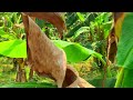 মা কে অন্য মানুষের সাথে খেলতে দেখলাম Ben