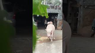 Download lagu THESE ARE THE ANIMALS IN IRFAN HAKIM'S HOUSE #artist #cow #dehakims #buffalo #irfan mp3 Download lagu THESE ARE THE ANIMALS IN IRFAN HAKIM'S HOUSE #artist #cow #dehakims #buffalo #irfan mp3