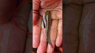 Download lagu JANGAN PELIHARA GABUS DI GALON KALO GAMAU KAYA GINI‼️ mp3