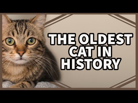 The Oldest Cat in History