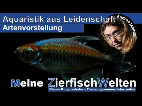 Meine ZierfischWelten   Blauer Kongosalmler Phenacogrammus interruptus