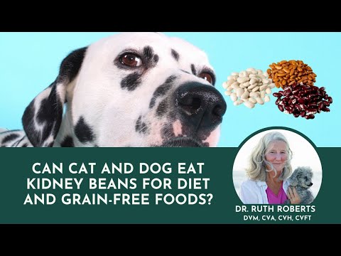 Can Cat and Dog Eat Kidney Beans for Diet and Grain-free Foods? | Dr. Ruth Roberts, Your Pet’s Ally