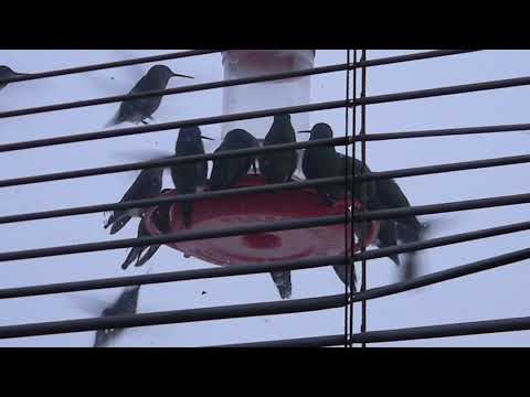 15 Hummingbirds on a 10-spot feeder