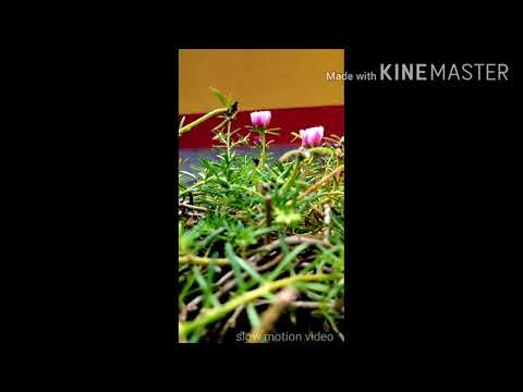 Flower blooms gradually with the music of Anoushka Shankar's -Lasya