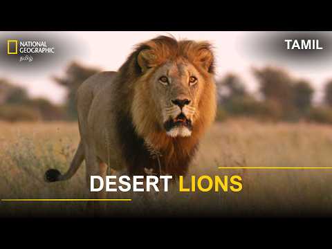 Desert Lions